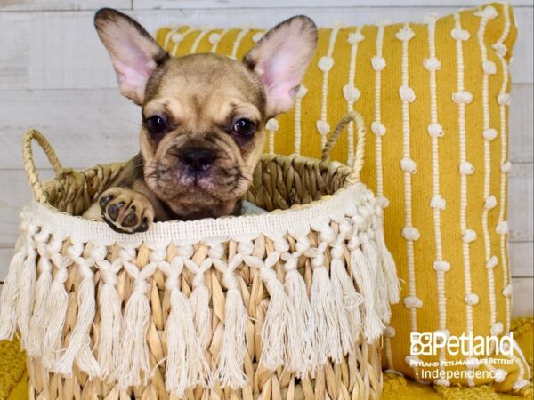 French Bulldog-DOG-Male-Fawn Merle-3849-Petland Independence & Lee's Summit, MO