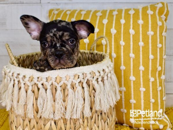 French Bulldog-DOG-Male-Blue Merle-3850-Petland Independence & Lee's Summit, MO