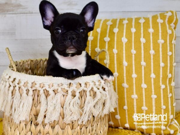 French Bulldog-DOG-Female-Black Brindle-3851-Petland Independence & Lee's Summit, MO