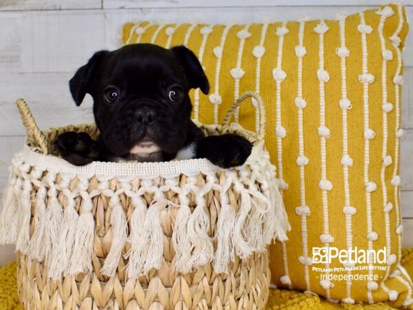 French Bulldog-DOG-Male-Black Brindle-3852-Petland Independence & Lee's Summit, MO