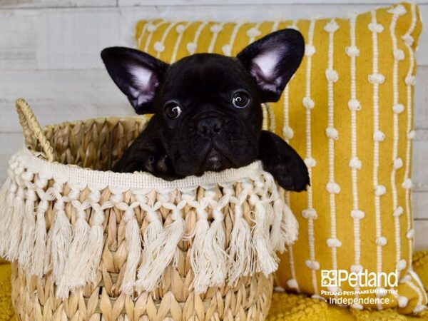 French Bulldog-DOG-Male-Black Brindle-3853-Petland Independence & Lee's Summit, MO