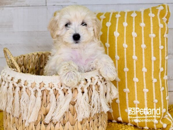 Havapoo-DOG-Female-Cream-3858-Petland Independence, Missouri