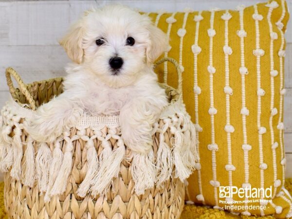 Havapoo-DOG-Male-Cream-3857-Petland Independence, Missouri