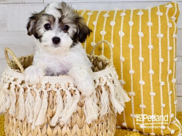 Havapoo-DOG-Female-White Tri-Color-3859-Petland Independence, Missouri