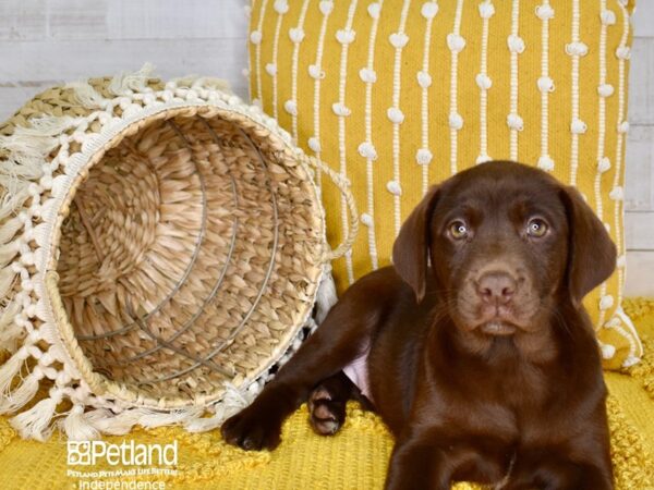 Labrador Retriever-DOG-Female-Chocolate-3866-Petland Independence, Missouri