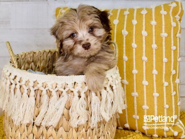 Miniature Aussiedoodle-DOG-Male-Red Merle-3855-Petland Independence & Lee's Summit, MO