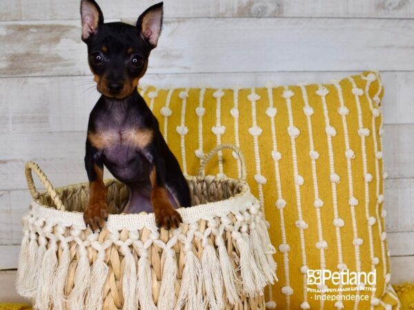 Miniature Pinscher DOG Female Black & Tan 3847 Petland Independence, Missouri