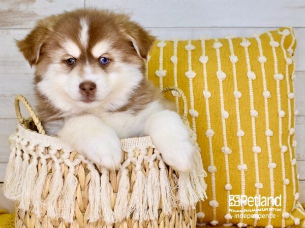 Pomsky-DOG-Male--3860-Petland Independence, Missouri