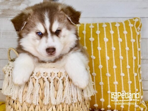 Pomsky-DOG-Male--3861-Petland Independence, Missouri