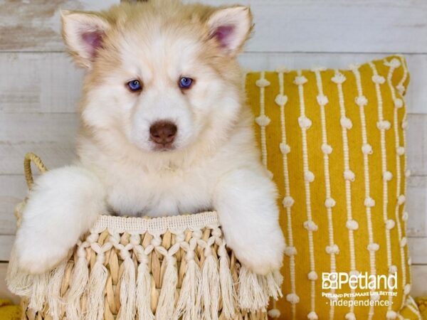 Pomsky DOG Female 3862 Petland Independence, Missouri