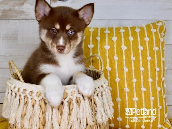 Pomsky-DOG-Male--3863-Petland Independence, Missouri