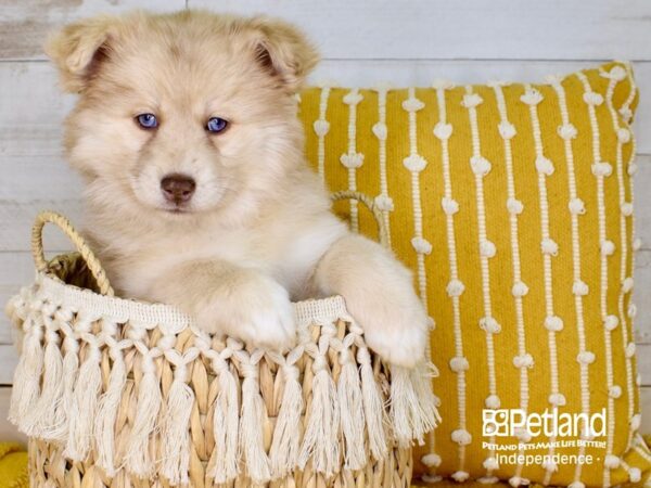 Pomsky DOG Female 3864 Petland Independence, Missouri