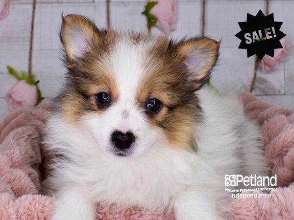 Pomeranian-DOG-Female--3685-Petland Independence & Lee's Summit, MO