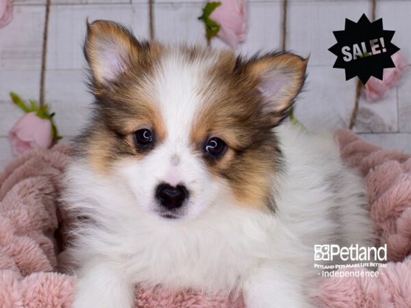 Pomeranian-DOG-Female--3685-Petland Independence, Missouri