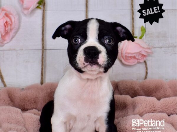 Boston Terrier DOG Male Black and White 3711 Petland Independence, Missouri