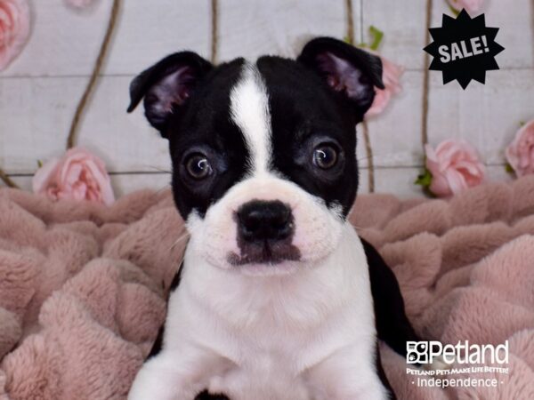 Boston Terrier-DOG-Female-Black and White-3712-Petland Independence & Lee's Summit, MO