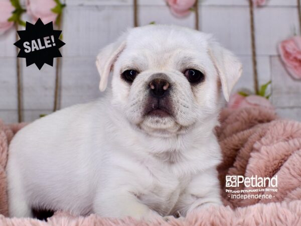 Pug-DOG-Male-Silver Fawn-3736-Petland Independence, Missouri