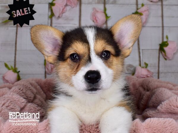 Pembroke Welsh Corgi-DOG-Female-Black Tricolor-3719-Petland Independence & Lee's Summit, MO