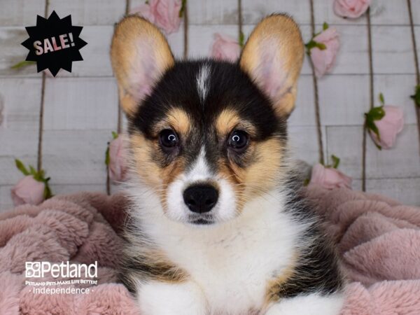 Pembroke Welsh Corgi-DOG-Female-Black Tricolor-3720-Petland Independence, Missouri