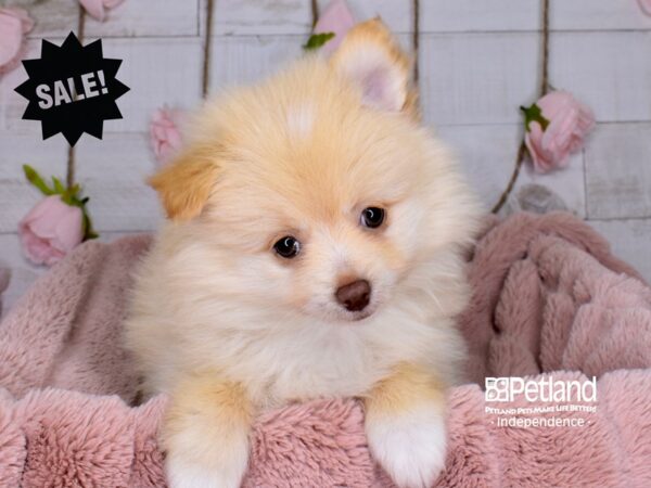 Pomeranian DOG Male 3684 Petland Independence, Missouri