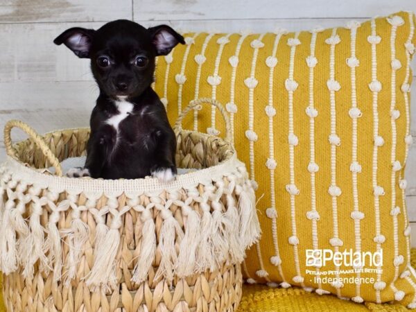 Chihuahua DOG Female Black 3867 Petland Independence, Missouri