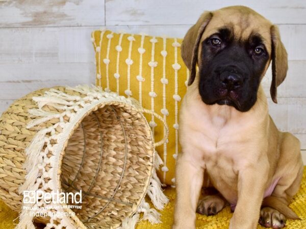 English Mastiff DOG Male Fawn 3868 Petland Independence, Missouri