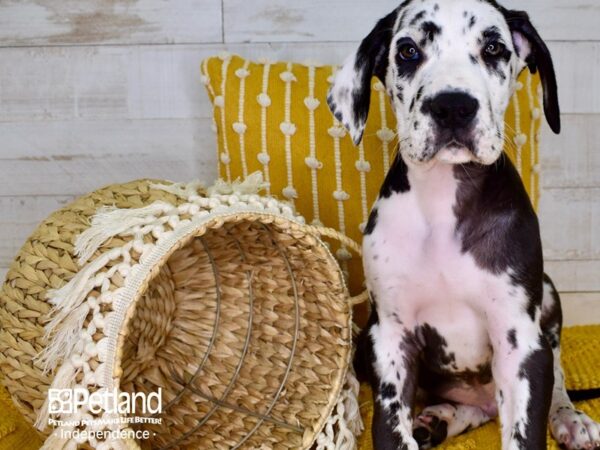 Great Dane DOG Male Harlequin 3869 Petland Independence, Missouri