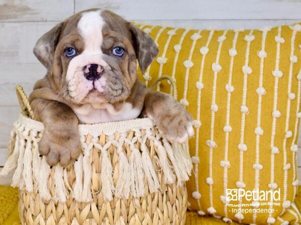 English Bulldog-DOG-Male-Blue Merle-3872-Petland Independence, Missouri