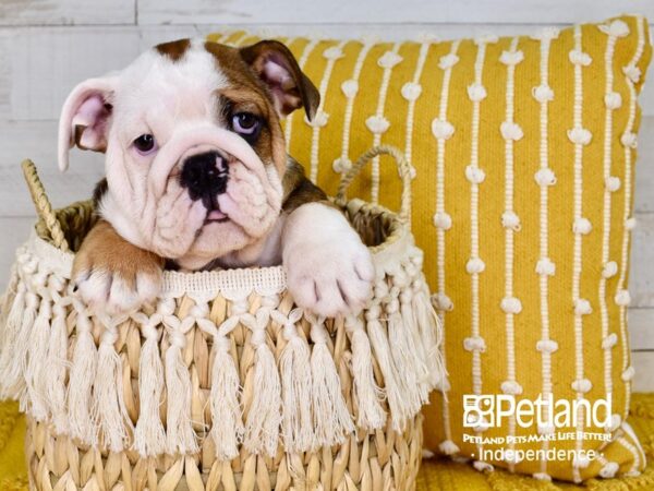 English Bulldog-DOG-Female-Sable-3873-Petland Independence, Missouri