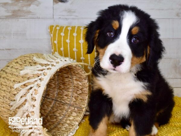 Bernese Mountain Dog-DOG-Male-Black Rust and White-3887-Petland Independence & Lee's Summit, MO