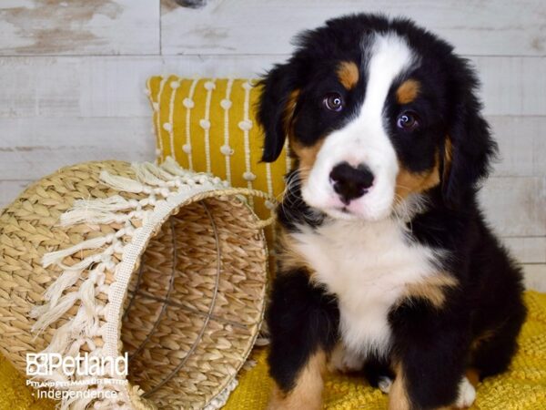 Bernese Mountain Dog DOG Male Black Rust and White 3887 Petland Independence, Missouri