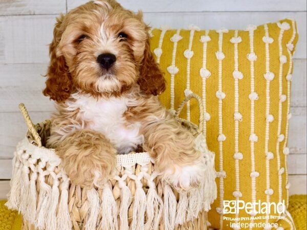 Cockapoo-DOG-Male-Buff & White-3888-Petland Independence, Missouri