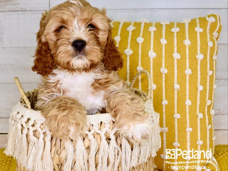Tan and white cockapoo cheap