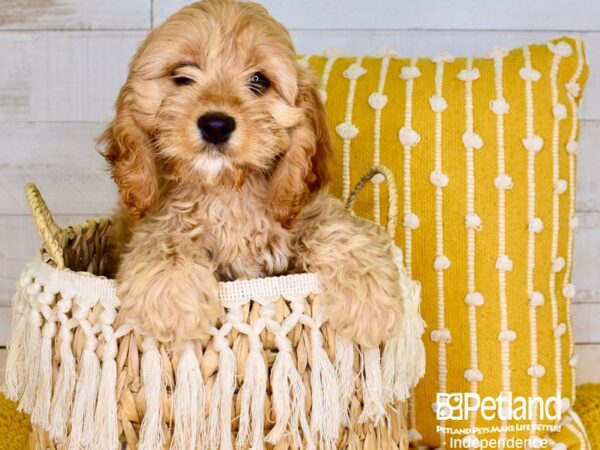 Cockapoo-DOG-Female-Red & White-3889-Petland Independence & Lee's Summit, MO