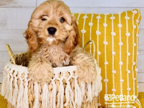 Cockapoo-DOG-Female-Red & White-3889-Petland Independence, Missouri