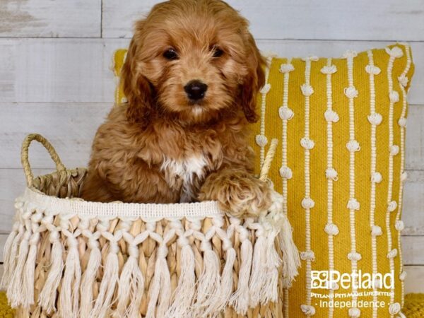 Cockapoo-DOG-Female-Brown & White-3890-Petland Independence, Missouri