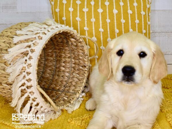 Golden Retriever DOG Female Light Golden 3895 Petland Independence, Missouri