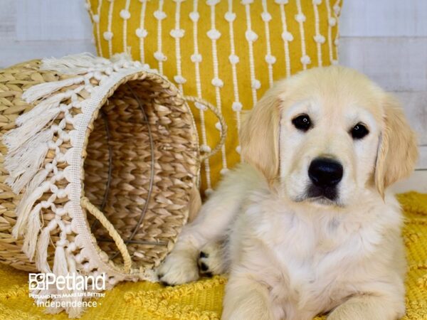 Golden Retriever-DOG-Male-Light Golden-3896-Petland Independence, Missouri