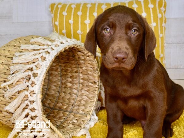 Labrador Retriever-DOG-Male-Chocolate-3877-Petland Independence, Missouri