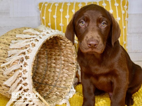 Labrador Retriever-DOG-Male-Chocolate-3877-Petland Independence & Lee's Summit, MO