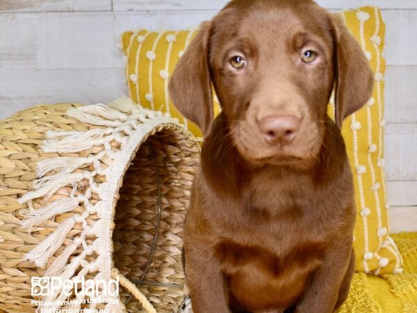 Labrador Retriever-DOG-Male-Chocolate-3878-Petland Independence, Missouri