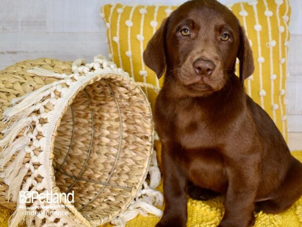Labrador Retriever-DOG-Male-Chocolate-3879-Petland Independence, Missouri