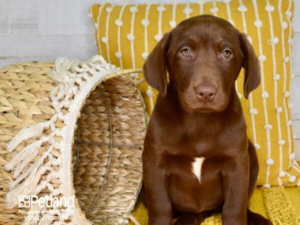 Labrador Retriever-DOG-Female-Chocolate-3880-Petland Independence, Missouri