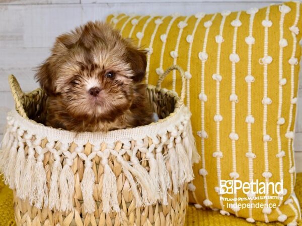 Shih Tzu-DOG-Female--3875-Petland Independence, Missouri