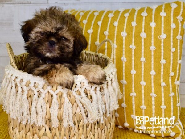 Shih Tzu-DOG-Male--3874-Petland Independence & Lee's Summit, MO