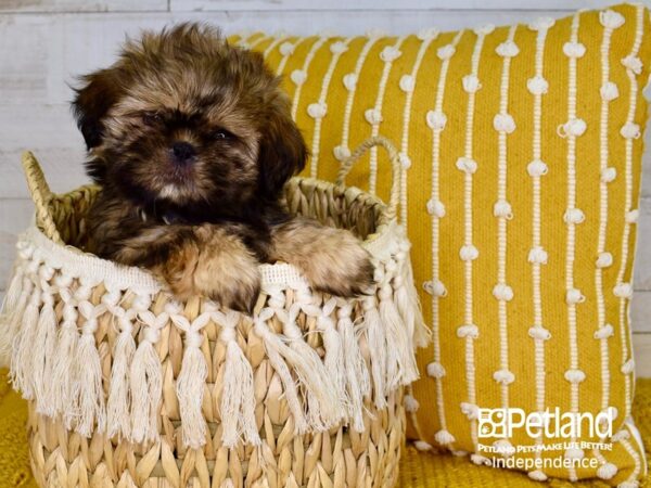 Shih Tzu-DOG-Male--3874-Petland Independence, Missouri