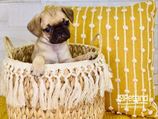 Puggle-DOG-Female-Fawn-3883-Petland Independence & Lee's Summit, MO