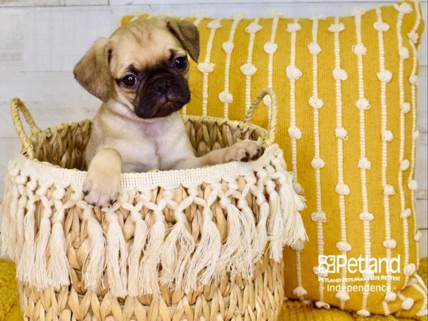 Puggle-DOG-Female-Fawn-3883-Petland Independence, Missouri