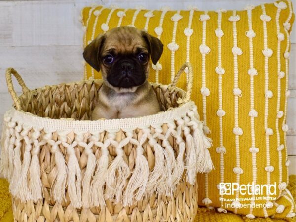 Puggle-DOG-Female-Fawn-3882-Petland Independence & Lee's Summit, MO