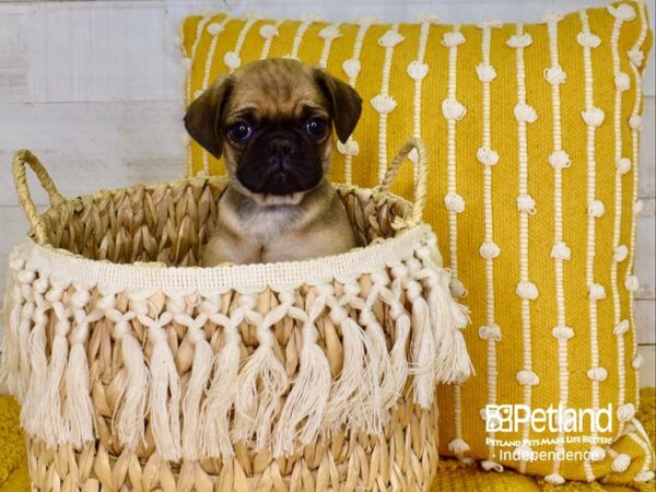 Puggle DOG Female Fawn 3882 Petland Independence, Missouri